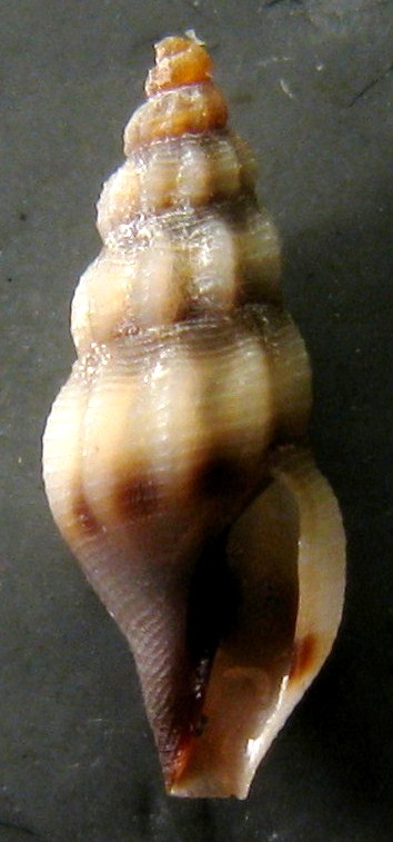 Bela taprurensis